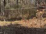 A forested area in Franklinton with dry, brown leaves covering the ground. A white cord runs horizontally across the middle of the image, tied to trees on either side at 525 Montgomery Road as sunlight filters through sparse trees.