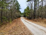 A narrow gravel road curves gently through a forested area near Franklinton, with tall pine trees on both sides. The ground is covered with dry leaves, and the sky appears overcast.