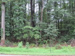 Dense forest with tall trees and thick green foliage, seen from the edge of a grassy roadside near 214 Shawnee Drive, Louisburg. A small sign is partially visible near the ground in the foreground.