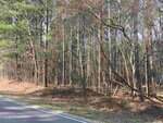 A roadside view near 3165 Tump Wilkins Road in Stem shows a wooded area with tall, leafless trees and green pines. Brown leaves and pine needles cover the ground, while the edge of the paved road appears in the foreground.