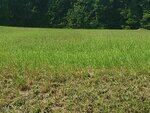 A grassy field with patches of dry and green grass in the foreground, bordered by a dense line of trees in the background under daylight.