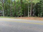 A paved road with a double yellow line runs alongside a dense forest of tall trees with green leaves and a ground covered in pine needles. No vehicles or people are visible.