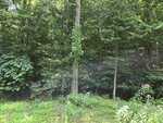 Dense green forest with tall trees and lush undergrowth, bathed in sunlight. The foreground has leafy plants and wildflowers, while the background is filled with thick tree foliage.