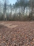 A forest clearing with bare trees in the background and dry brown leaves covering the ground. The sky is visible through the trees, and there are patches of exposed earth among the leaves.