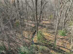 A leafless forest with tall trees and sparse undergrowth. Sunlight casts shadows on the ground, and a narrow stream winds through the center of the scene. The area appears to be in late autumn or winter.