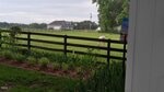 A fenced grassy yard with a horse grazing, garden beds along the fence, and a house with a garage in the background under an overcast sky. Part of a building and a "Welcome" sign are visible on the right.