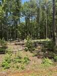A forested area with tall trees, green foliage, and patches of sunlight. The ground is partly cleared with tree stumps and fallen branches visible among new undergrowth. A clear blue sky is overhead.
