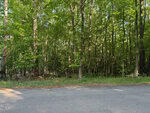 A paved road runs alongside a dense forest with tall trees and lush green foliage in bright daylight. The ground near the roadside has grass and scattered pine needles.