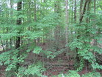 Dense, green forest with various trees and underbrush; sunlight filters through the leafy canopy, creating patches of light and shade on the forest floor.