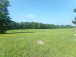 A wide, open grassy field dotted with small yellow wildflowers, bordered by trees under a clear blue sky. A patch of bare ground is visible in the foreground.