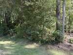 A patch of dense green trees and shrubs borders a grassy area in a sunlit forest. Sunlight filters through the leaves, casting dappled shadows on the ground.