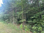 Dense forest with tall pine trees and leafy green underbrush, bordered by a grassy area on the left. Sunlight filters through the foliage, highlighting the lush greenery.