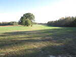 A wide, grassy field with a few scattered trees in the center and dense woods along the right and far edges under a clear blue sky. Shadows from trees stretch across the sunlit grass.
