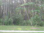 A sidewalk runs along a grassy area in front of a dense forest with tall trees and green underbrush on a sunny day in Youngsville.