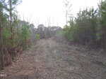 A dirt path cuts through a wooded area with small pine trees on both sides. The ground is bare and slightly uneven, and the sky appears cloudy or overcast. Tall, leafless trees are visible in the background.