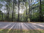 A paved road runs alongside a dense forest of tall trees with sunlight streaming through, casting long shadows across the road and ground. The trees have green foliage, and the sky is partly visible through the branches.