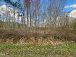 A patch of dry grass and tangled brush sits in front of a line of leafless trees under a partly cloudy blue sky; some green grass and fallen leaves cover the ground in the foreground.