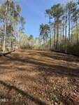 A cleared, sloped plot of land with a covering of pine needles and dried leaves, surrounded by tall trees under a blue sky. Forested areas border both sides of the open space.