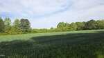 A green field of tall grass with shadowed areas in the foreground at 294 Hight Road, Louisburg, bordered by trees with lush green foliage under a partly cloudy sky.