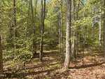 Sunlight filters through tall trees in a dense, green forest. The forest floor is covered with fallen leaves and patches of sunlight, creating a peaceful, natural woodland scene.