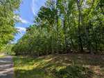 A sunlit wooded area with tall green trees and a grassy slope beside a quiet paved road on a clear day.