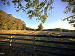 A wooden fence runs alongside a sunlit field bordered by trees under a clear blue sky, with long shadows cast by the setting sun and green leaves hanging from a branch in the foreground.