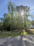 Tall trees with thin trunks and green leaves stand in a grassy area next to a road, with sunlight streaming through the branches. A white house and driveway are partially visible on the right side.
