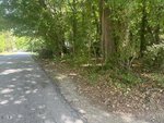 A paved road runs alongside a wooded area with tall trees and dense green foliage near 240 Chavasse Avenue in Henderson. Leaves and debris are scattered on the ground near the edge of the road, and the scene is lit by daylight.