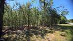 A cluster of young pine trees grows densely along the edge of a sunlit forest next to a road, with blue sky visible through the treetops and shadows cast on the grassy ground.
