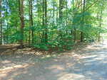 Sunlit forest with tall trees and dense green foliage beside a dirt and gravel path, reminiscent of the serene landscape near 3107 Piney Point Drive. Sunlight filters through the leaves, casting dappled shadows on the ground.