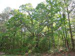 A large, leafy tree stands in the center of a dense forest off 000 Glebe Road, with sunlight filtering through the green canopy. Blades of grass and underbrush cover the forest floor.