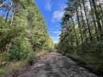 A cracked, abandoned road at 01 Lunbar Court, Kittrell, runs through a lush, green forest under a bright blue sky with scattered clouds, flanked by tall pine trees on both sides.