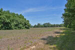A wide, open field with sparse grass and small plants near 0 G F Ball Road, Louisburg, is bordered by dense green trees under a clear blue sky. On this sunny day, tree shadows fall along the right side of the image.