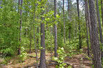 A dense forest near F G F Ball Road in Louisburg, with tall pine trees, green leafy undergrowth, and scattered fallen branches on the forest floor under bright daylight.