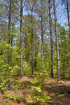 Tall pine trees and green undergrowth fill this sunlit forest near G G F Ball Road in Louisburg, with blue sky peeking through the treetops. Brown pine needles and scattered plants cover the ground.