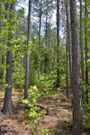 Dense forest scene along I G F Ball Road, Louisburg, with tall pine trees, green leafy undergrowth, and a sunlit forest floor covered in pine needles. The sky peeks through the tree canopy above.
