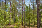 A dense forest with tall pine trees and abundant green foliage stretches along N G F Ball Road in Louisburg. Sunlight filters through the branches, illuminating patches of the forest floor beneath the clear blue sky.