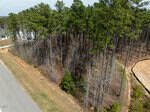 Aerial view of a wooded area with tall pine trees next to a paved road and houses at 250 Whistlers Cove, Louisburg. The ground is partly covered with dry leaves and grass, with a small clearing near the road.