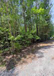 A wooded area with tall trees and dense green foliage beside a gravel path on 000 Sarah Lane, Henderson. Sunlight filters through the tree canopy, casting dappled shadows on the ground under a clear sky.