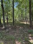 Sunlight filters through tall trees in a forest with a leafy canopy at 153 Omaha Drive, Louisburg, casting dappled shadows on the ground covered in leaves, grass, and sticks. The scene looks peaceful and green.