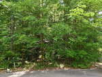 Dense green trees and shrubs line the edge of a paved road in Franklinton. A small white sign with the number 50 is visible on the left side near the ground, and sunlight filters through the leafy canopy above, casting dappled shadows along what could be 0 Heather Court.