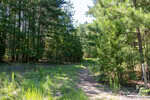 A dirt path runs through a forested area with tall green trees and patches of grass on either side near 3132 Walters Road, Creedmoor. Sunlight filters through the branches, creating dappled light on the ground. The area appears quiet and natural.