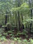 A dense forest scene near Franklinton unfolds with tall, thin trees and abundant green foliage. The forest floor at Lot 12 Frazier Lane is covered with leafy plants and brown soil, while sunlight filters gently through the tree canopy above.