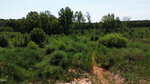 A dense, green forest with various trees and shrubs under a clear sky surrounds the area near 30 Tillery Drive, Louisburg. The foreground shows tall grass and a small patch of exposed reddish-brown soil.