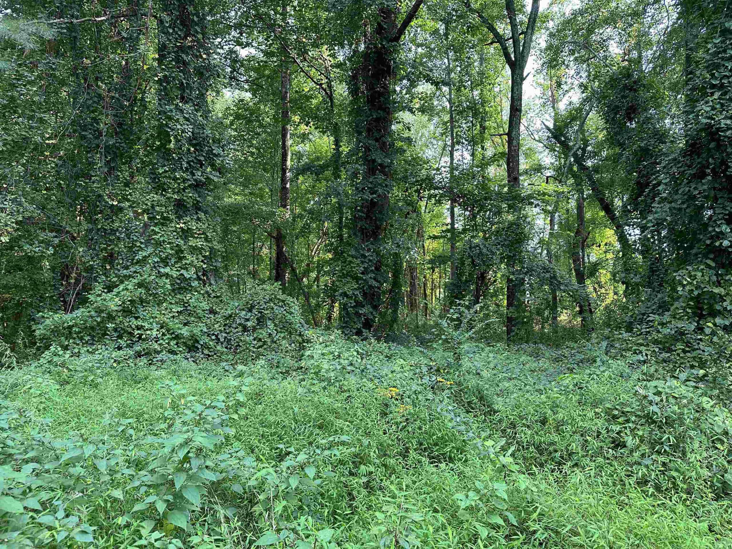 0 E Cardinal Drive, Fuquay Varina, NC 27526