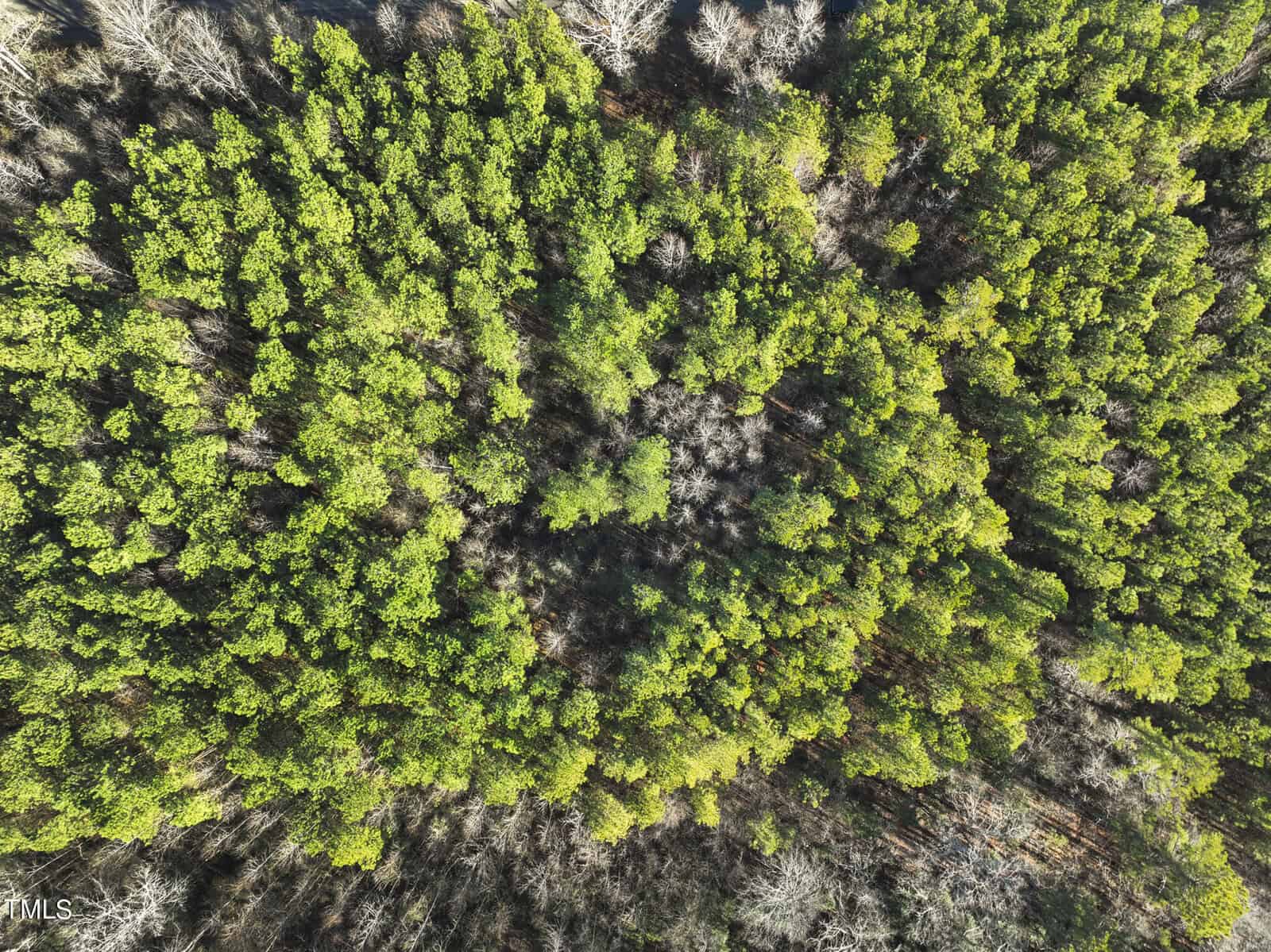 Aerial view of a dense forest with vibrant green trees forming a circular pattern. In the center, there are several leafless trees, creating a noticeable contrast with the surrounding greenery.