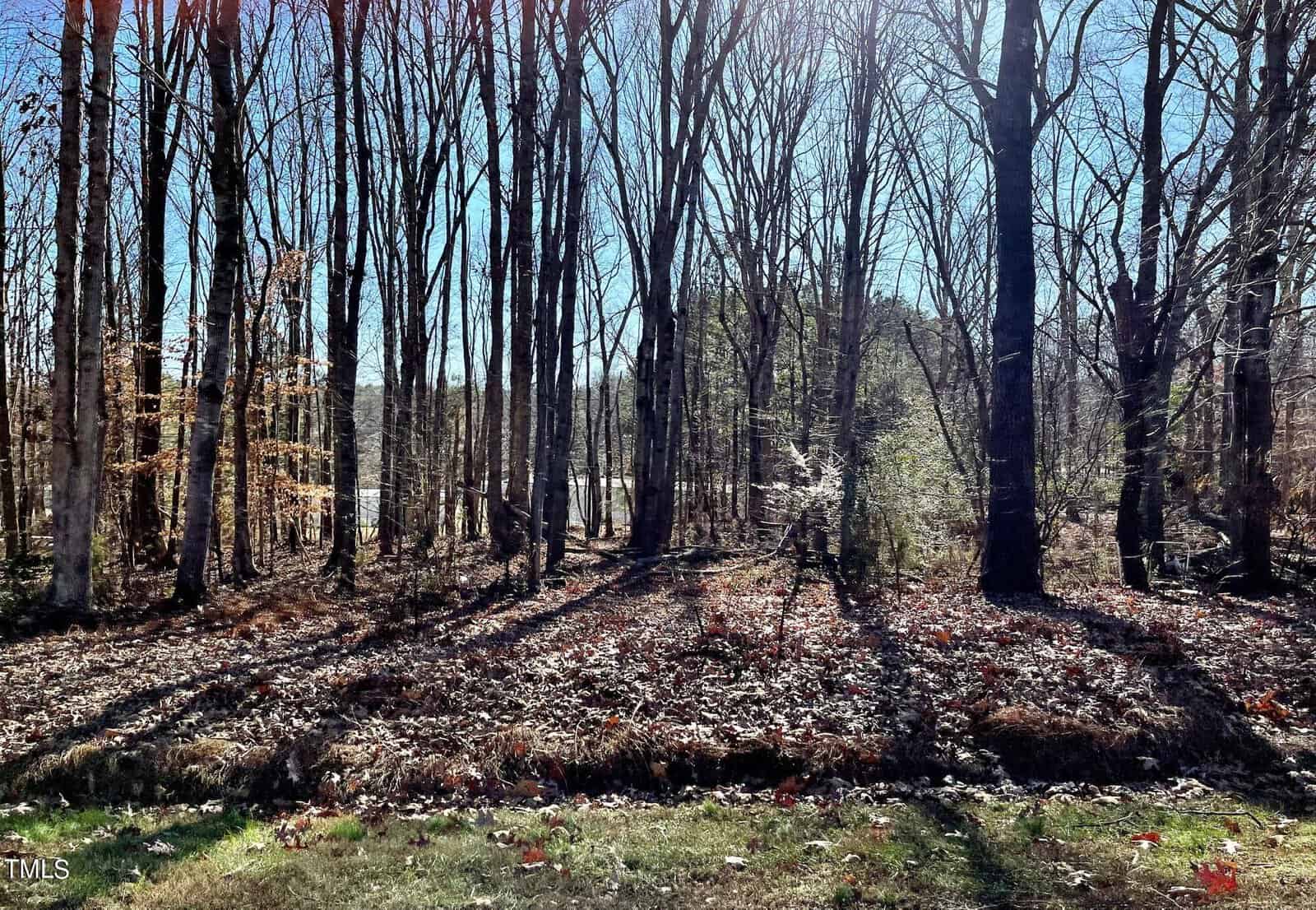 A sunlit forest with leafless trees casting shadows on the ground covered in dry leaves.