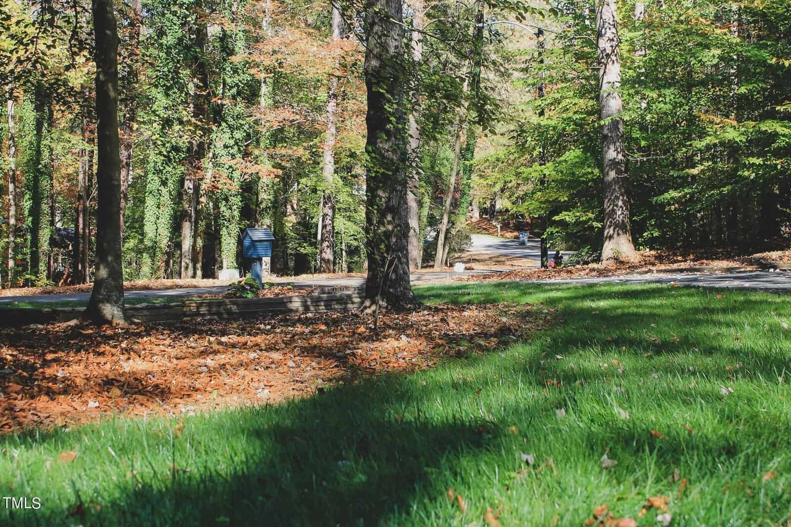 A tree-lined road with a scattering of fallen leaves and a blue mailbox on a sunny day.