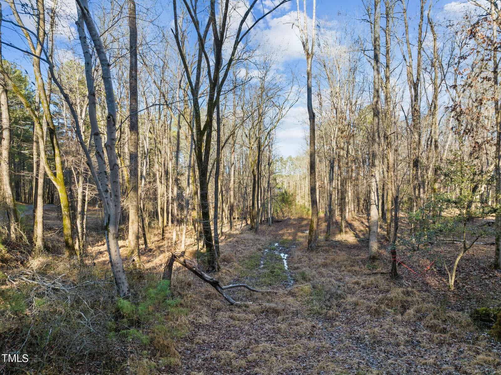 A serene forest scene with tall, leafless trees. The ground is covered in dry grass and scattered leaves. Sunlight filters through the branches onto the narrow path, creating a peaceful, natural atmosphere. Blue sky and fluffy clouds are visible above.