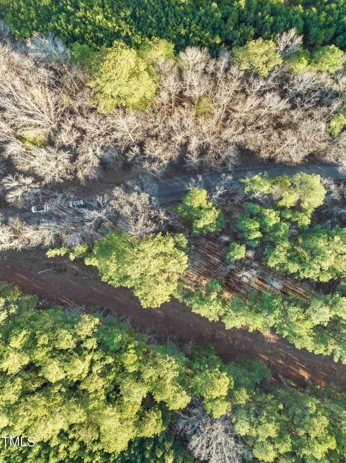 Aerial view of a forest with a mix of evergreen and leafless deciduous trees. A narrow road cuts through, with two cars parked along it. Sunlight casts long shadows across the forest floor.
